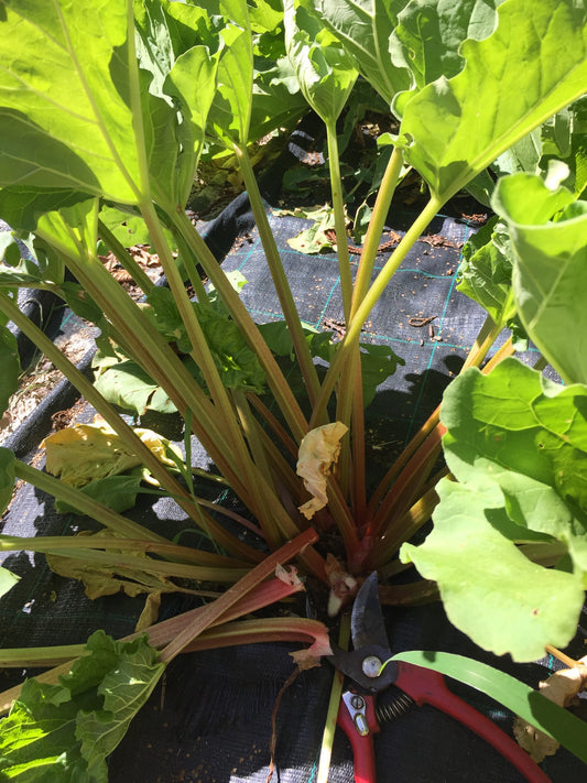 Confettura di Rabarbaro