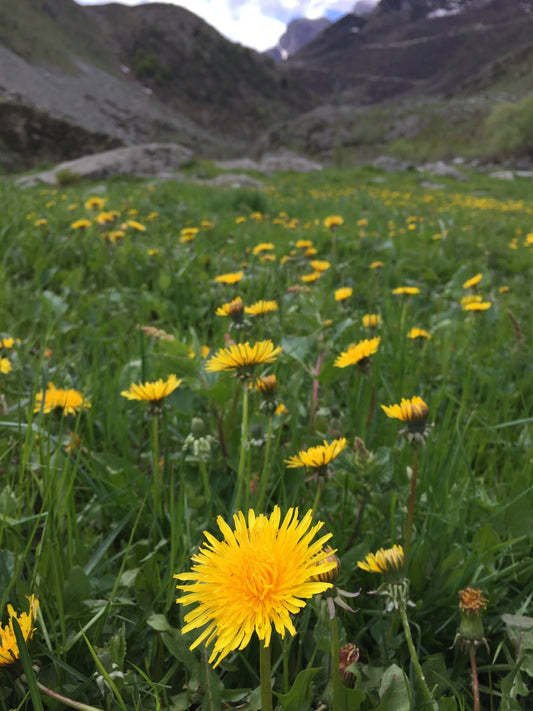 Confettura di Tarassaco