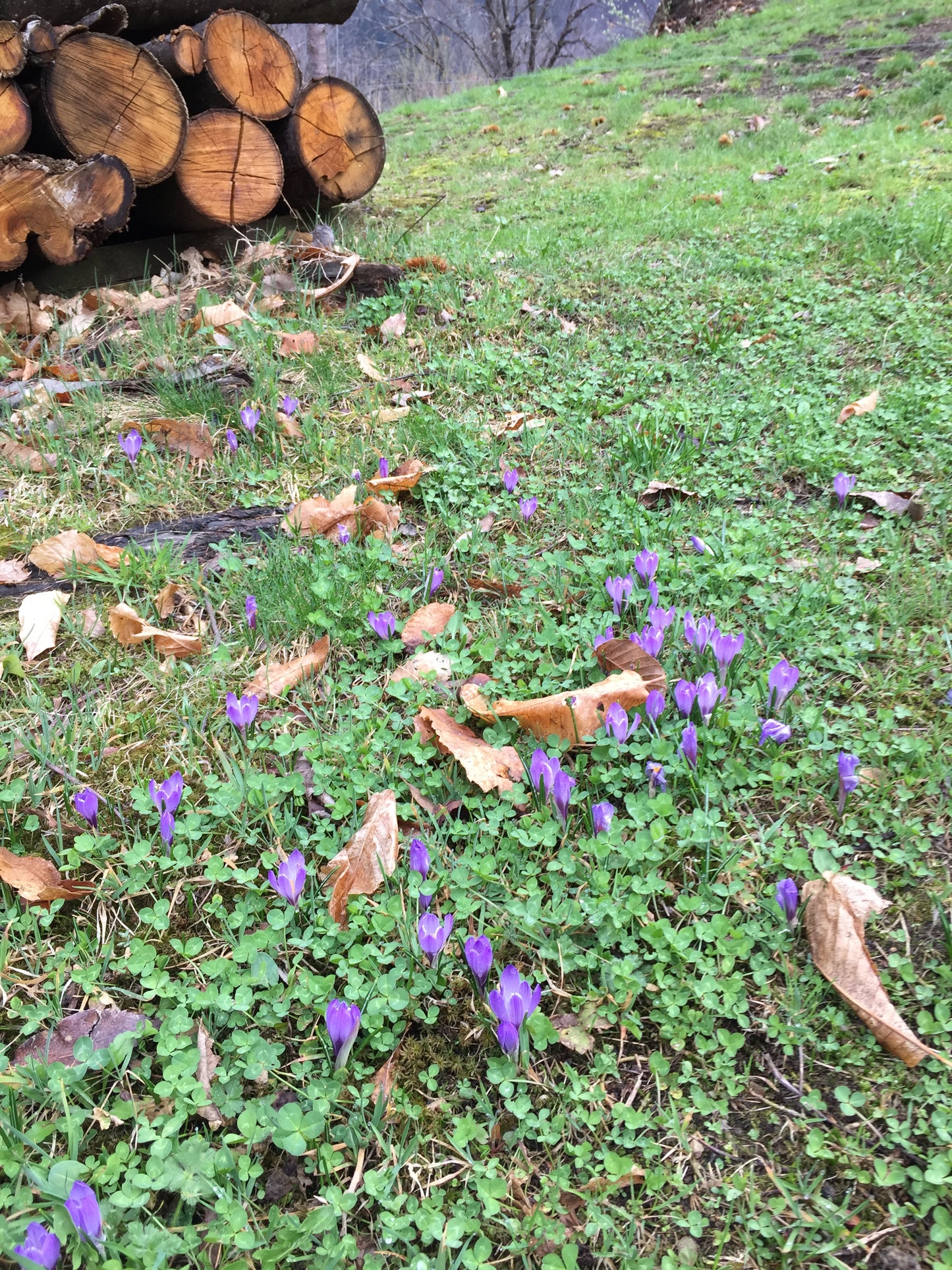 Cauliflower and Saffron Sauce