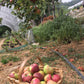 Succo di Mele