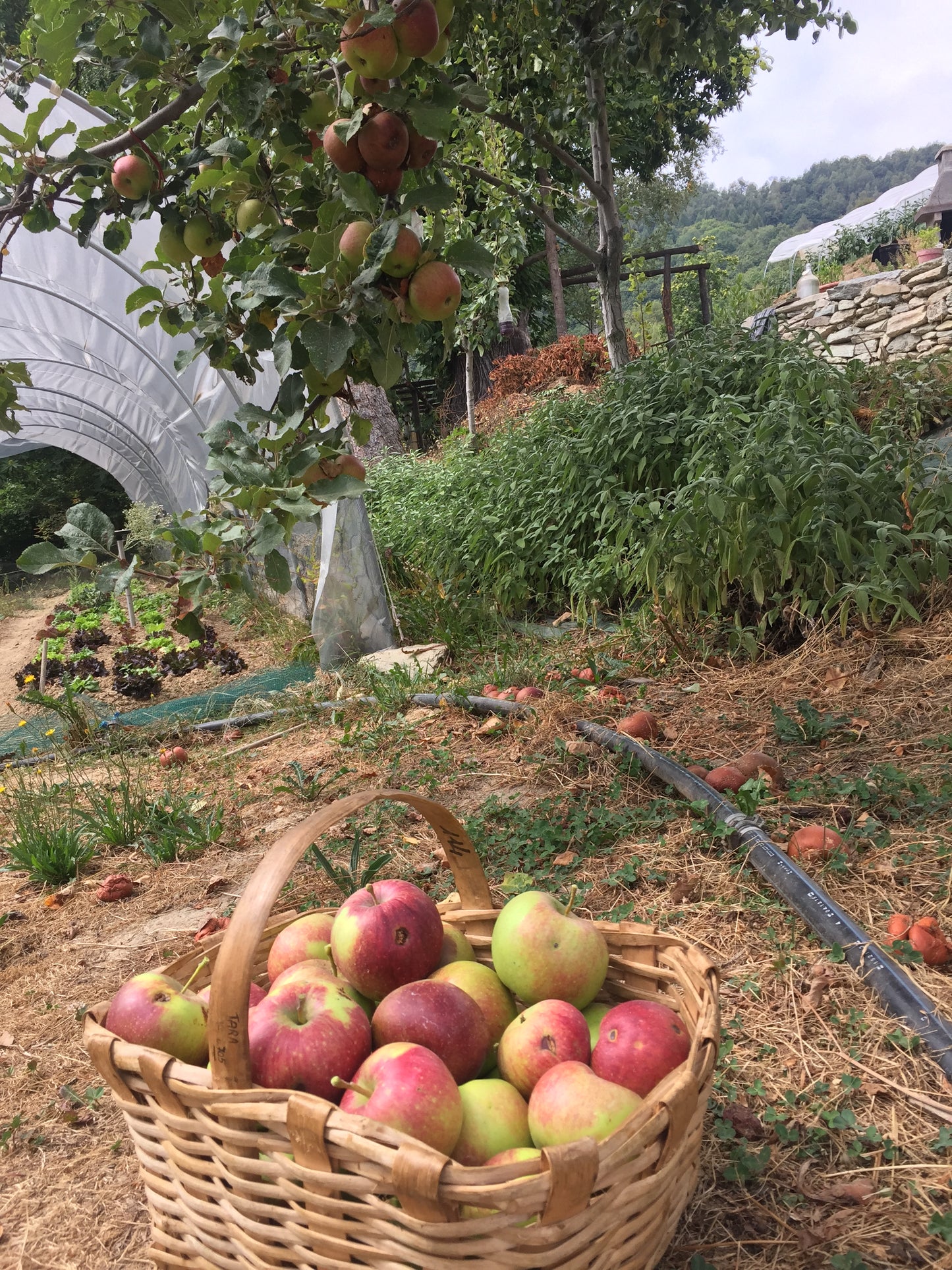 Succo di Mele