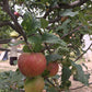 Succo di Mele