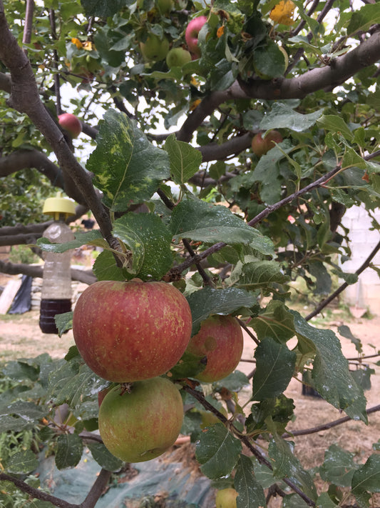 Succo di Mele