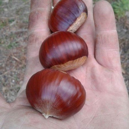 Crema di Castagne